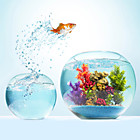 Acessórios para Aquários & Peixes